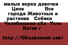 милые иорки девочки › Цена ­ 15 000 - Все города Животные и растения » Собаки   . Челябинская обл.,Усть-Катав г.